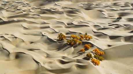 Watch The Green Planet Season 1, Sundays at 16:00 on BBC Earth (DStv Channel 184)