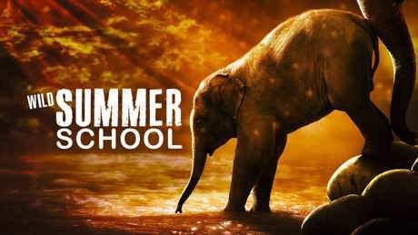 Wildsummerschool 1920X1080