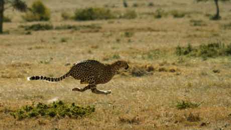 Watch Big Cat Month 2022 from Sunday, 6 February on National Geographic Wild (DStv Channel 182) on DStv 