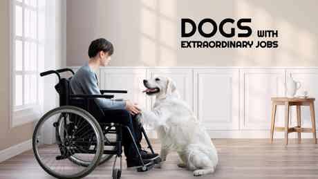 Da Vinci Highlights August 2022 Dogs With Extraordinary Jobs Poster Logo