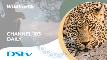 MultiChoice adds WildEarth for DStv Access subscribers 