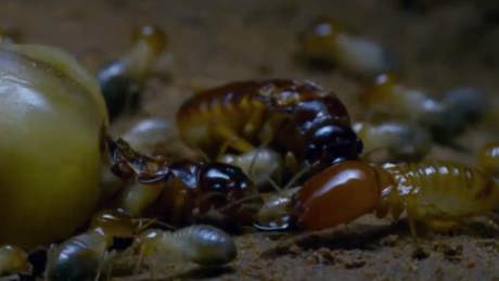 Watch the Mating Game Season 1 Sundays at 16:10 on BBC Earth (DStv channel 184) 
