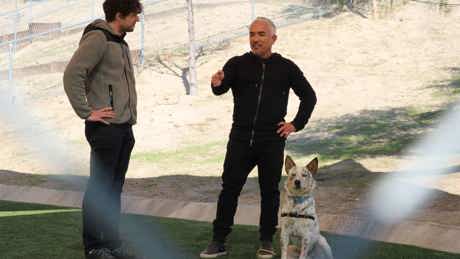Ep110 Hijackedpack Cesarmillanbetterhumanbetterdog 25