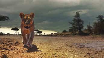 Go wild with Serengeti season 2 