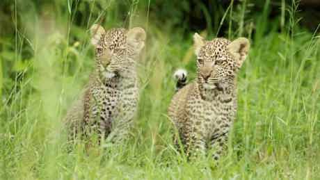 Serengeti II 01 013