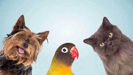 Amazing Animal Friends EPG
