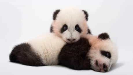 Photo Ark Rarest Creatures