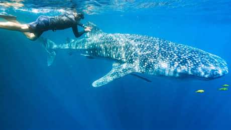 Perpetualplanetheroesoftheoceans UHD 09