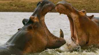 Embrace wild lives in factual series on DStv, 24-30 September 