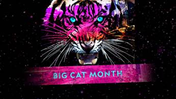 Filmmakers Dereck and Beverly Joubert kick off Big Cat Month on DStv
