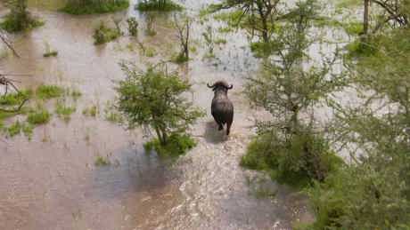 Serengeti II 02 009