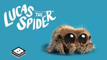 Boop! It’s Lucas The Spider