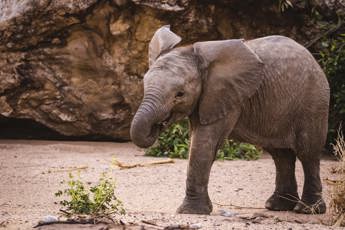 Nat Geo Wild Earth Day Special