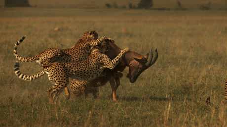 Watch Big Cat Month 2022 from Sunday, 6 February on National Geographic Wild (DStv Channel 182) on DStv 