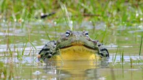 Africa's Deadliest Swamps